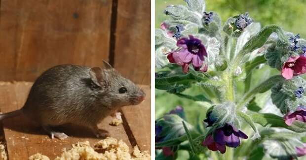 Высадите в огород два лекарственных растения, и мыши будут обходить ваш участок стороной
