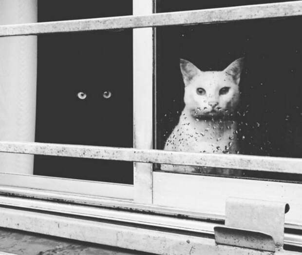 Инь и ян — черные и белые котики, которые выглядят так идеально, что кажутся одним целым