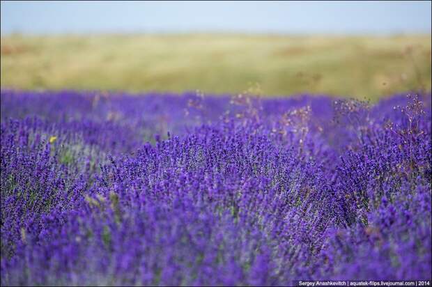 Lavenderfields07 Крымский Прованс. Лавандовые поля в Крыму