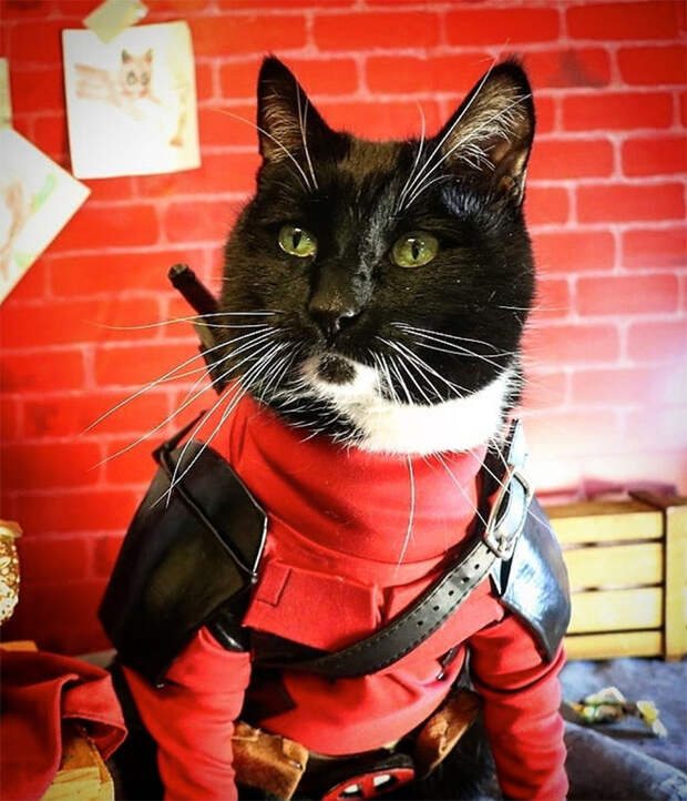 Котики, которые не обходятся без боевой брони