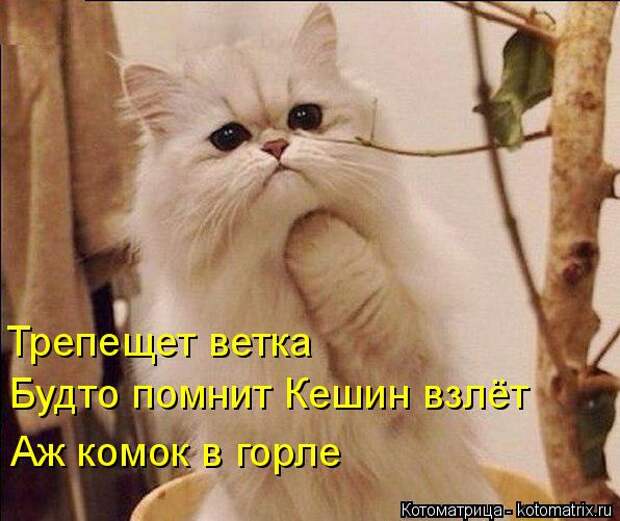 Лучшие котоматрицы недели (50 фото)