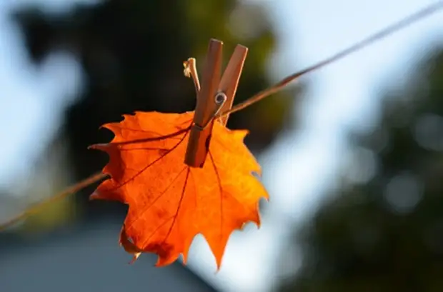 Эволюция мозга