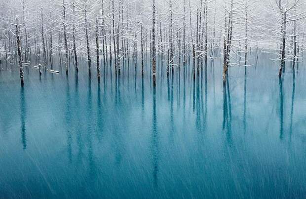 зимние пейзажи деревья во льду