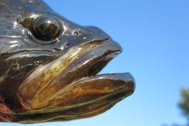 Саламур из скумбрии: домашняя закуска, которая покоряет с первого кусочка