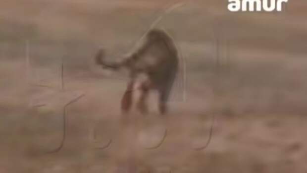 Тигр, убегающий по полю / Кадр из видео: Amur Mash