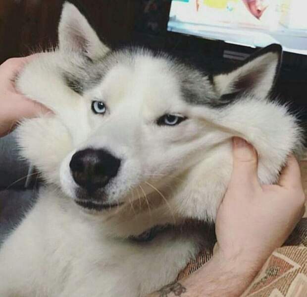 Собачьи щечки, перед которыми невозможно устоять!
