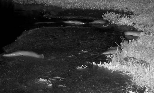 Источник фото: Africam/Naledi Bush Lodge/Compass Media