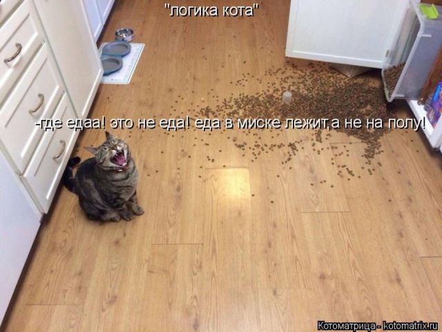 Лучшие котоматрицы недели (50 фото)