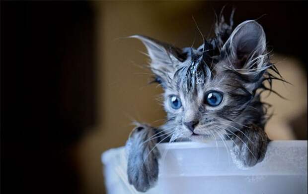 Ми-мишные котики.Фотограф: Viktoria Haack