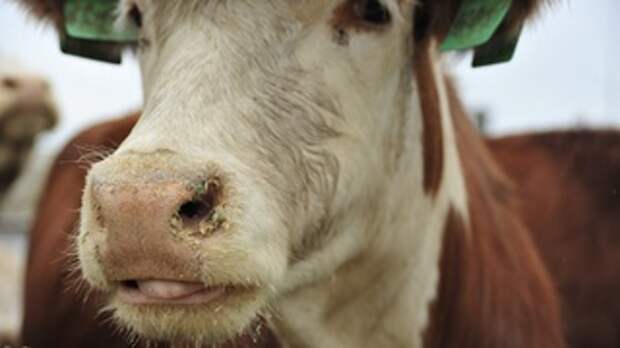 Корова. Сельское хозяйство / Фото: Екатерина Смолихина / amic.ru