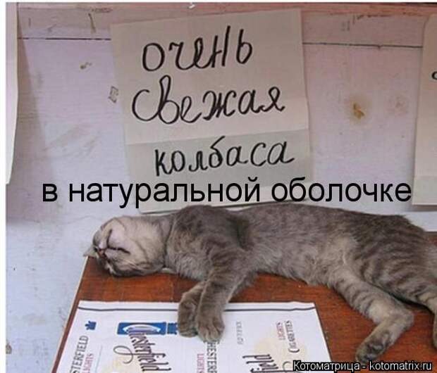 Лучшие котоматрицы недели (50 фото)