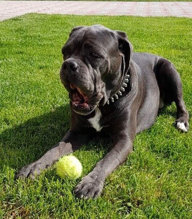 Как мужик породистую собаку вернул богатой хозяйке, а та вместо благодарности ему претензию высказала: "Чем вы собаку кормили?"