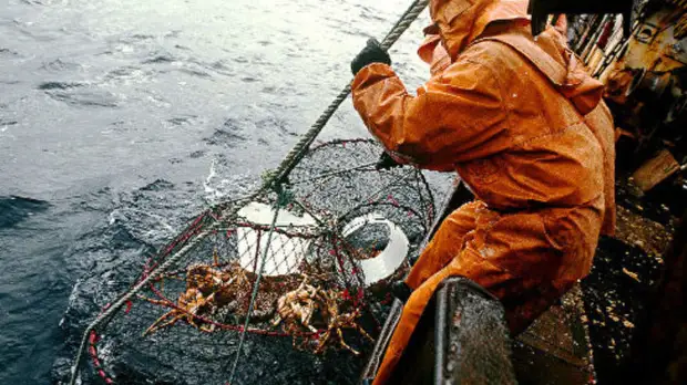 В Мурманской области задержали браконьеров с крабом на 5,3 млн рублей