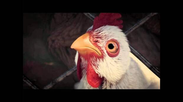 Квесты с курицами – Fable III