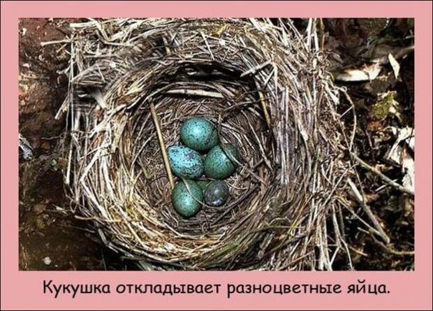 Интересные факты (20 фото)