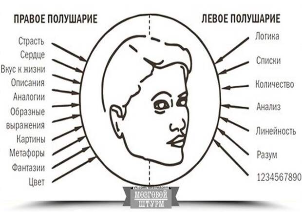 Тесто мозг. Доминирование правого или левого полушария. Доминантность правого и левого полушарий. Доминирует правое полушарие. Преобладает правое полушарие мозга.