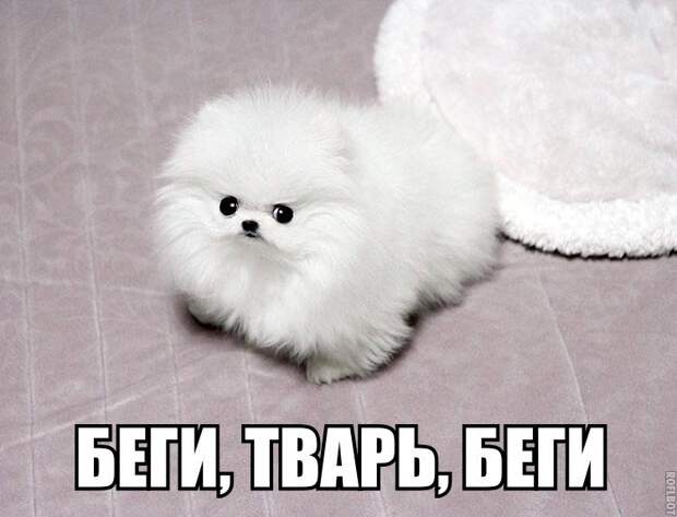 1453387509_memy-s-zhivotnymi-8