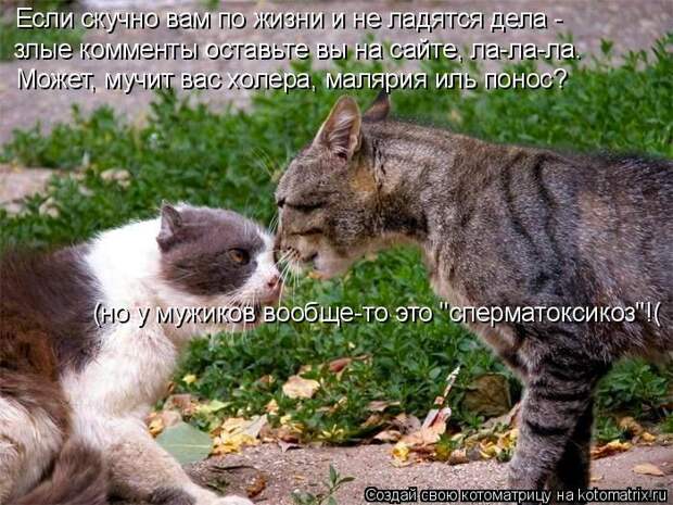 Лучшие котоматрицы недели (50 фото)