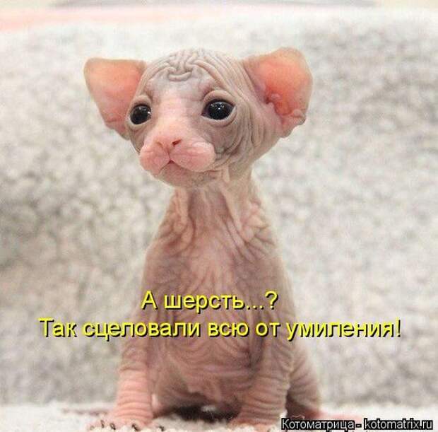 Лучшие котоматрицы недели