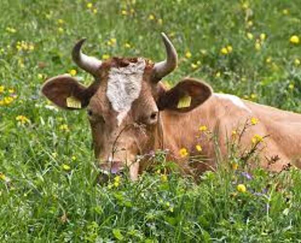 cow among the flowers