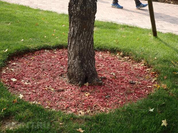 Как украсить приствольные круги деревьев в саду