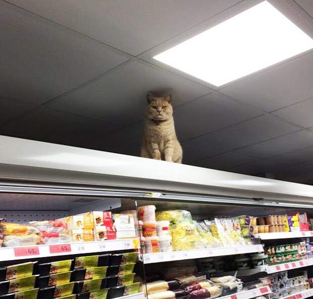 Без кота и жизнь не та