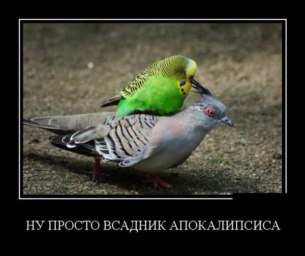 Демотиваторы
