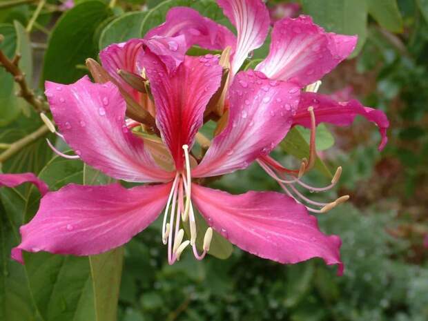 Bauhinia purpurea