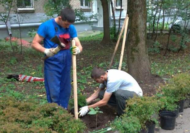 В Путевом проезде высадили живую изгородь Фото: «Жилищник Алтуфьевского района»