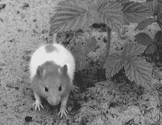 Картинки по запросу естественный отбор приручение мыши