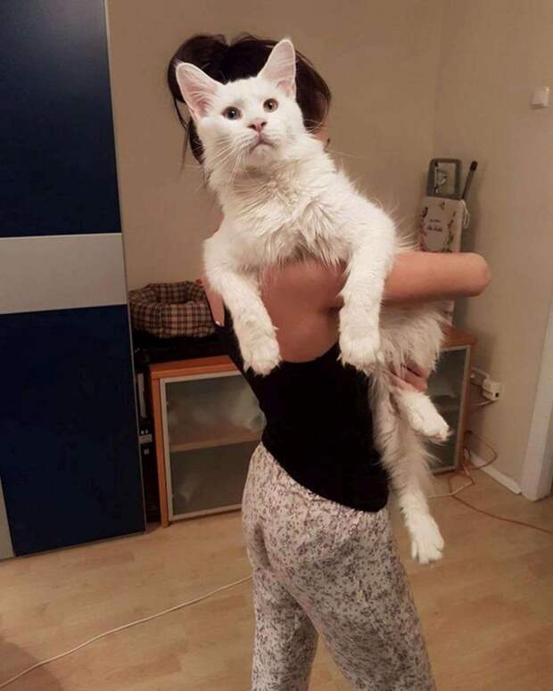 Гигантский мейн-кун из Москвы покорил сердца кошатников со всего мира (фото)