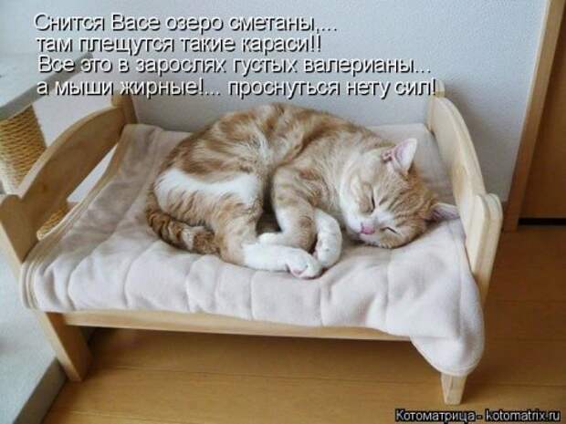 Лучшая котоматрица на Бугаге (29 шт)
