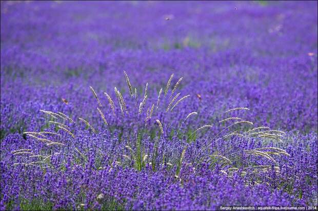 Lavenderfields01 Крымский Прованс. Лавандовые поля в Крыму