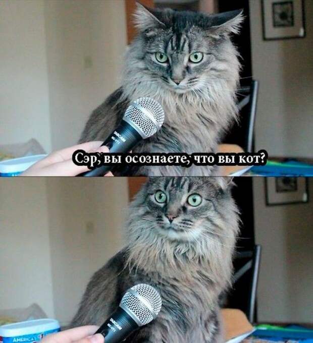 Прикольные картинки Прикольные картинки