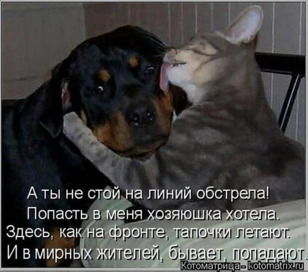 Котоматрицы(картинки с надписями)