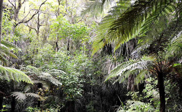 Лес Вайпуйя Новая Зеландия Деревья каури тянутся к небу по всей северной оконечности Новой Зеландии. Маори открыли эту местность только в 12 веке нашей эры, а до того сюда не ступала нога человека. 