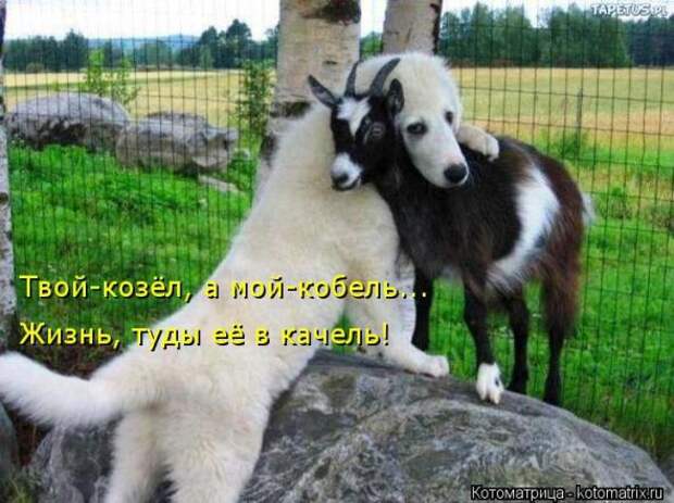 Котоматрицы(картинки с надписями)