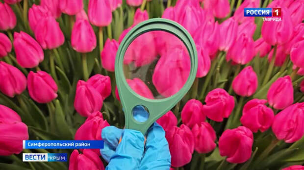 В Крыму усилили контроль качества цветов в преддверии 8 Марта