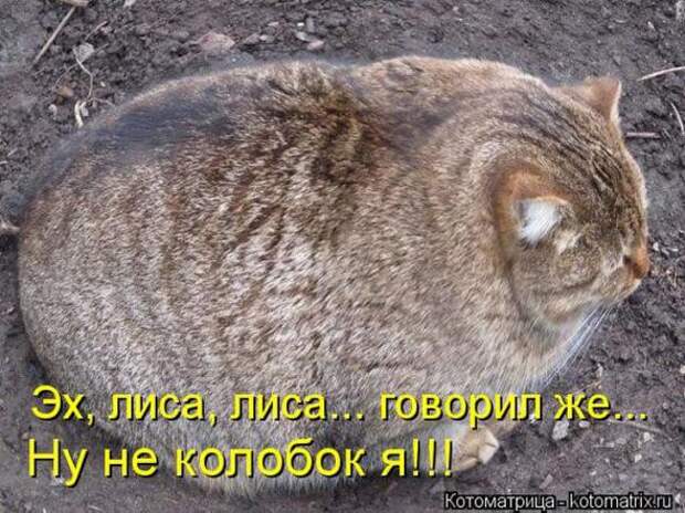 Котоматрицы(картинки с надписями)