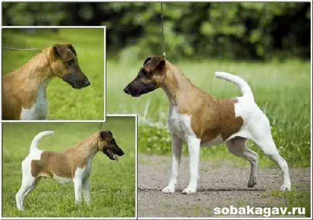 Фокстерьер собака. Описание, особенности, уход и цена фокстерьера