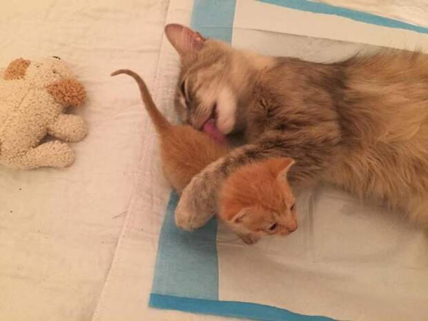 Чужих детей не бывает: Приютская кошка усыновила осиротевшего котенка