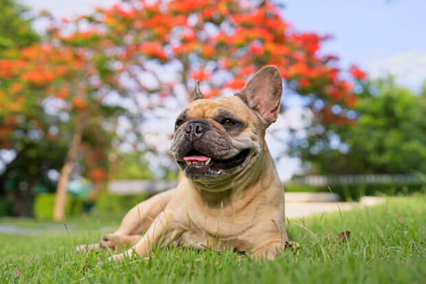 Ветеринар Алешина: пробежки с хозяином могут навредить мопсам и таксам