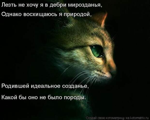 Просто шикарный котейка