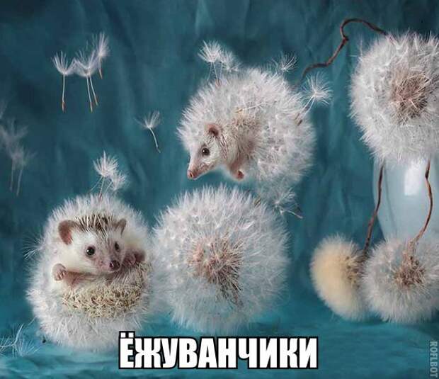 BlnCkrzwMBA