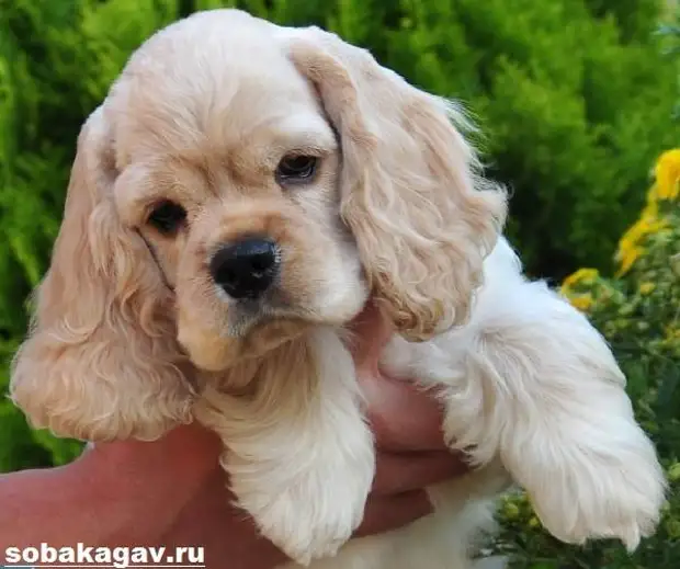 Американский кокер спаниель собака. Описание, уход и цена американского кокер спаниеля