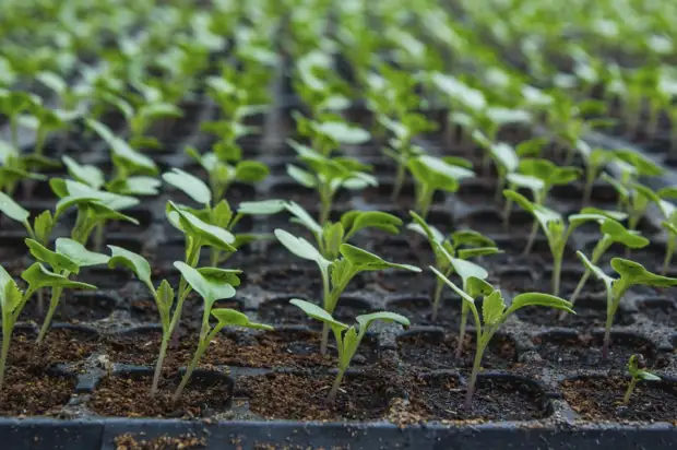 Пикировка рассады: когда, как и зачем ее проводить