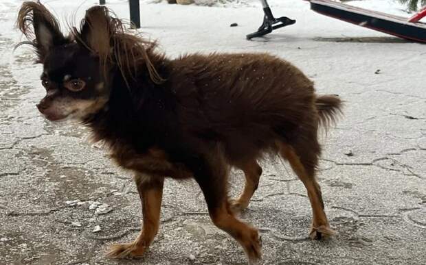 В Рязани после рейдов по выгулу собак выдано 37 уведомлений и 5 протоколов