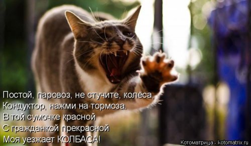 Свежий сборник котоматриц (34 шт)