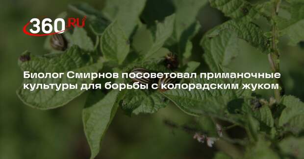 Биолог Смирнов посоветовал приманочные культуры для борьбы с колорадским жуком