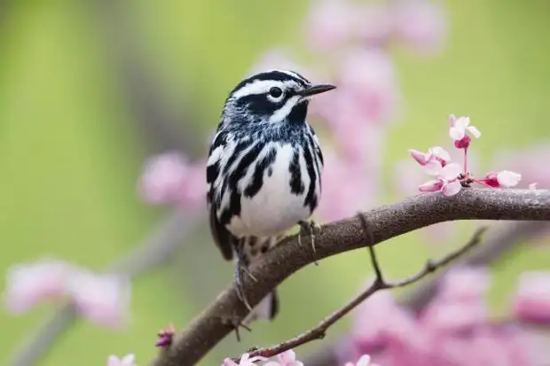 Камышовка (птица) где обитает? Фото и описание